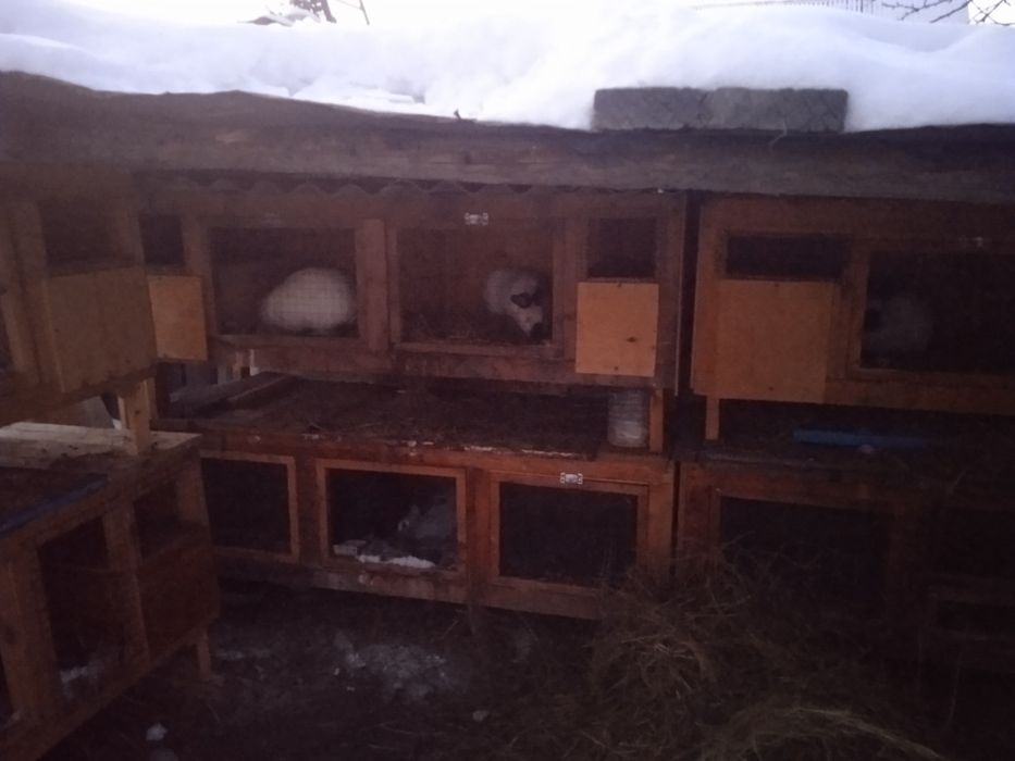 Продам маточники для разведения