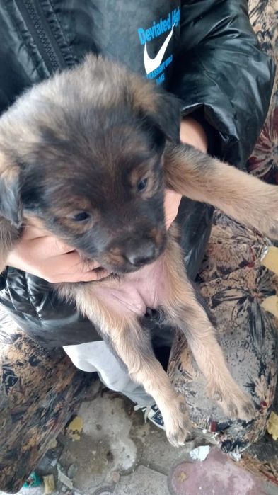 Срочно Отдам щенков