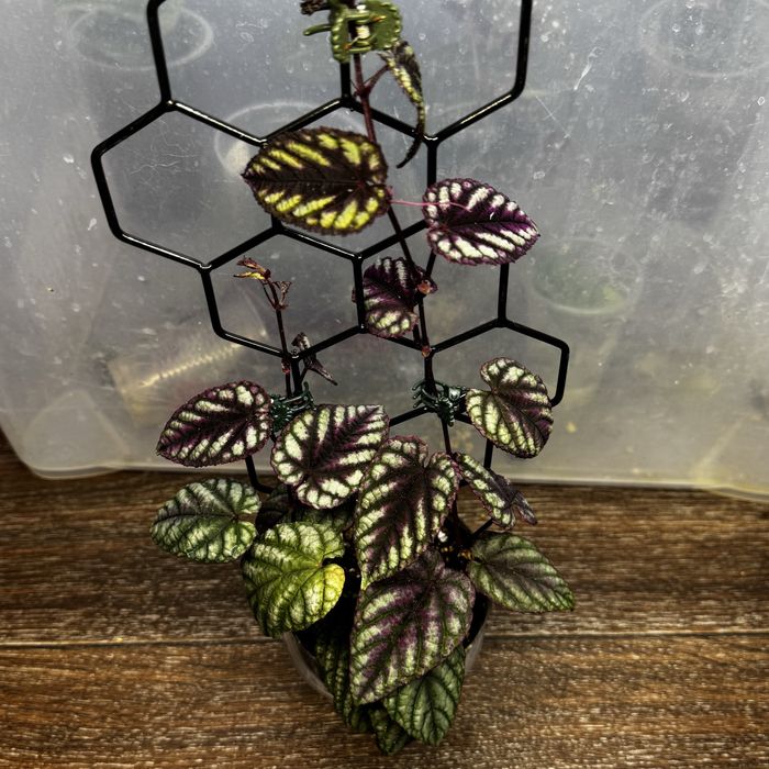 Циссус Дисколор с опорой