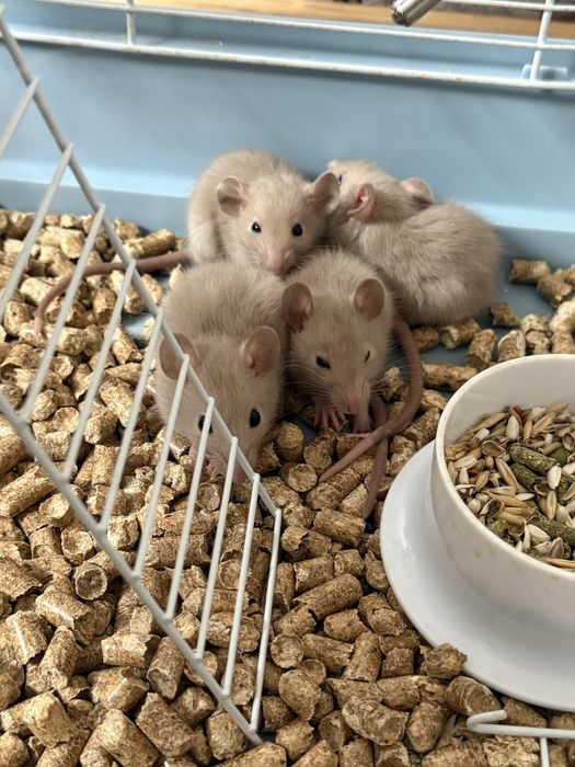 Отдам крысят(8 штук)