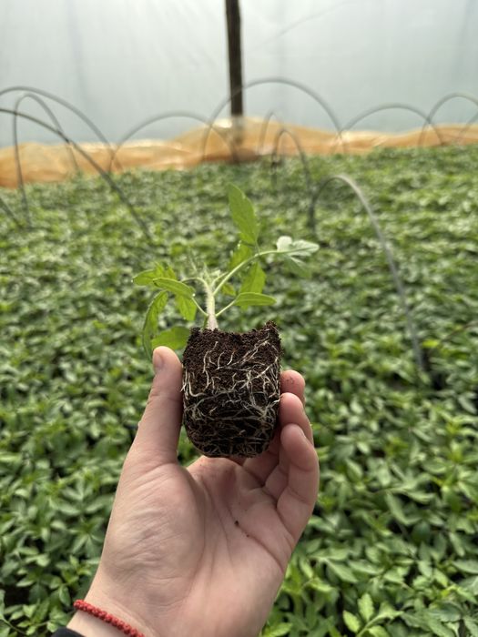 Разсад домати