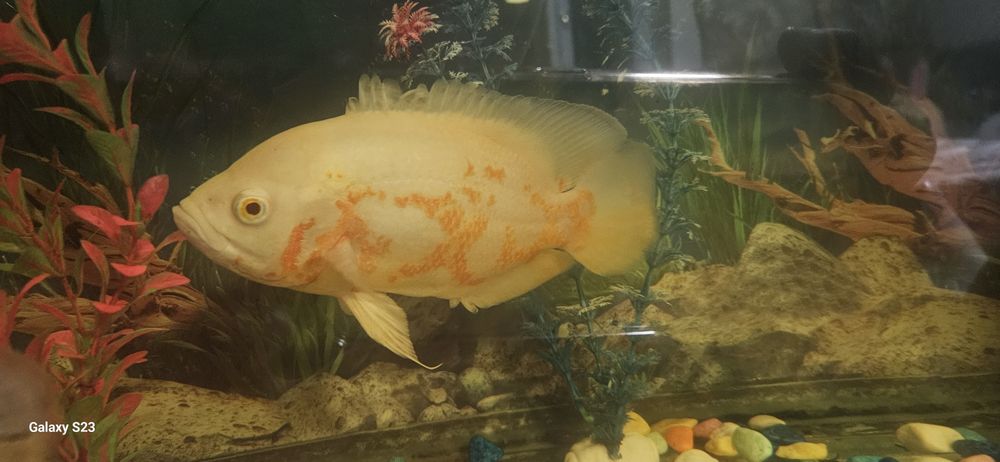 Астронотусы рыба Oscar и Африка малавийская цихлида Yellow