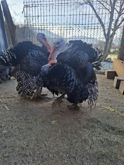 Curcani pentru sacrificat