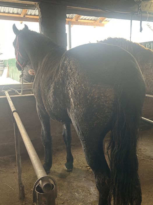 Канды жылкылар сатылады