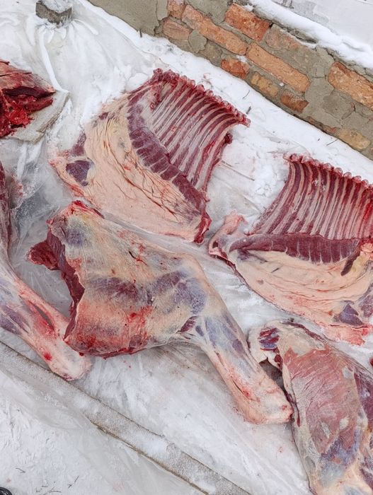 Продам мясо конина таичик