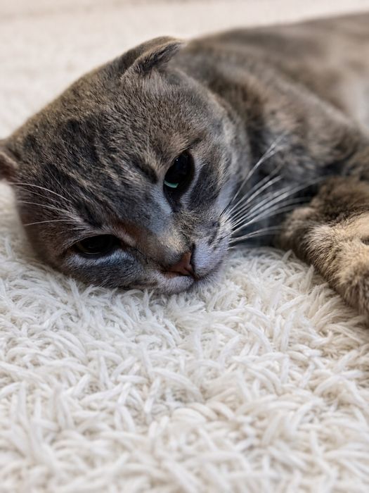 Шотландская вислоухая кошка