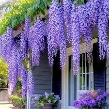 Vand puieti de  arbori de mătase la ghiveci și  glicina altoita la ghi