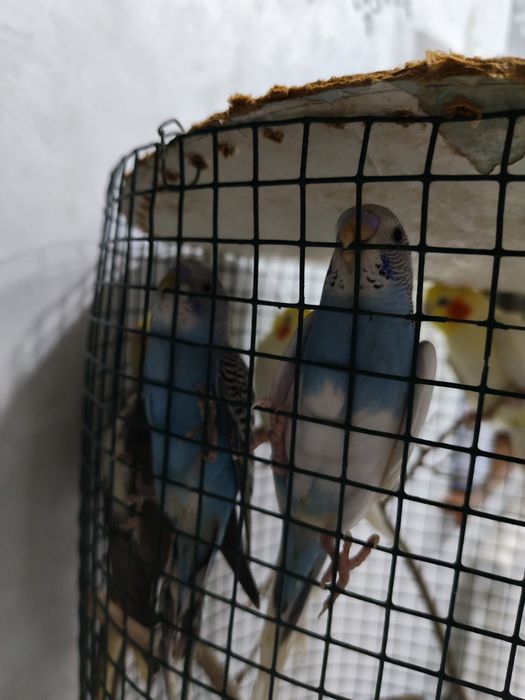 Попугай ва карелла сотилади