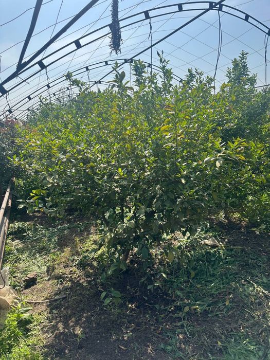 Lemon kochat 100.000.