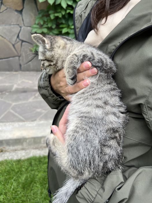 Котик в добрые руки