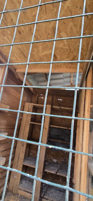 Voliera porumbei+ porumbei voiajori