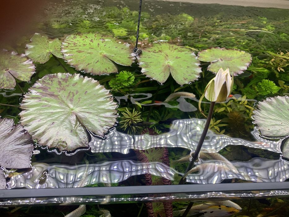 Аквариум усимликлари