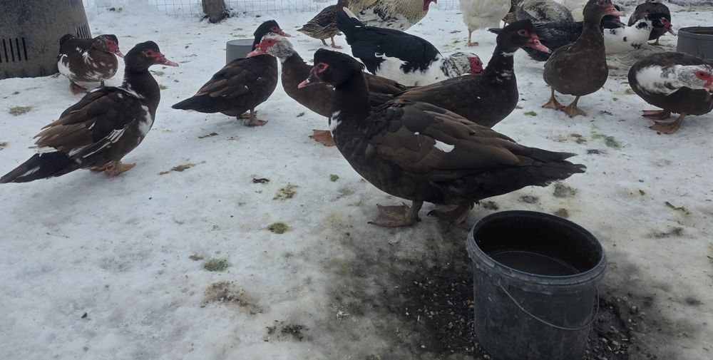 Rate mute ciocolatii