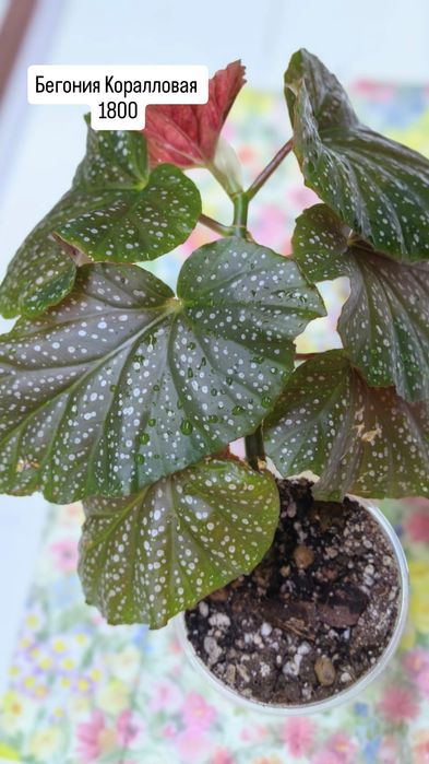 Комнатные растения