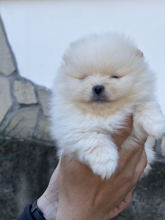 Померан Мини