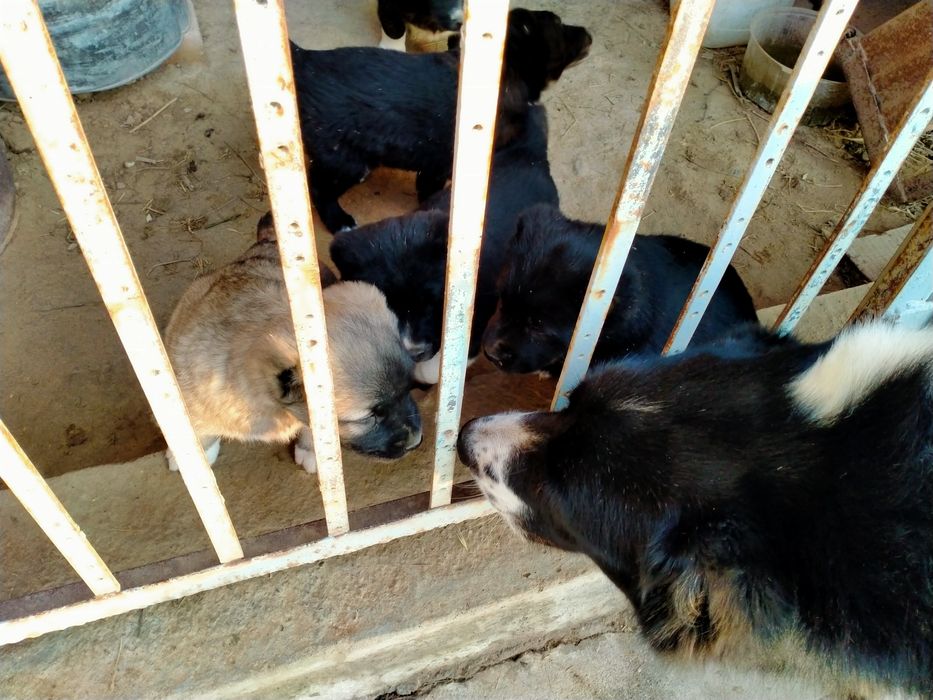 Щенки Алабая 1 месяц