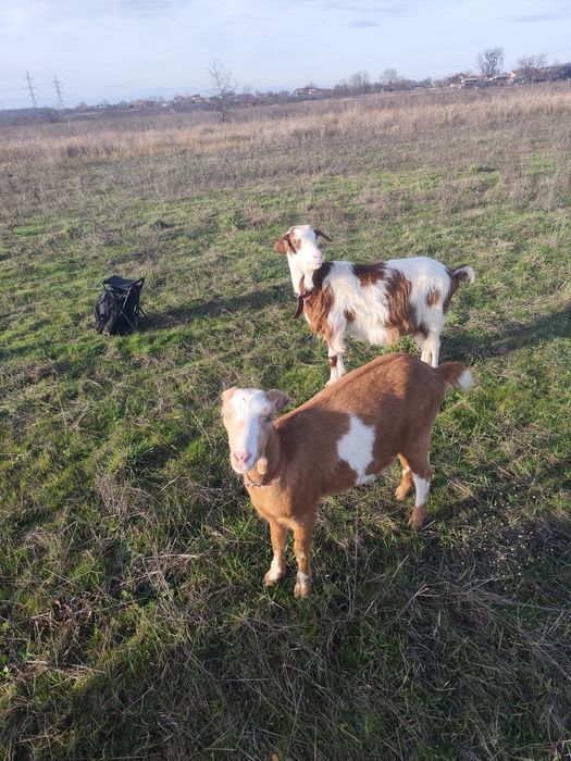 Vând o capră românească(3ani ) și o iediță rasă mixtă ambele gestante.