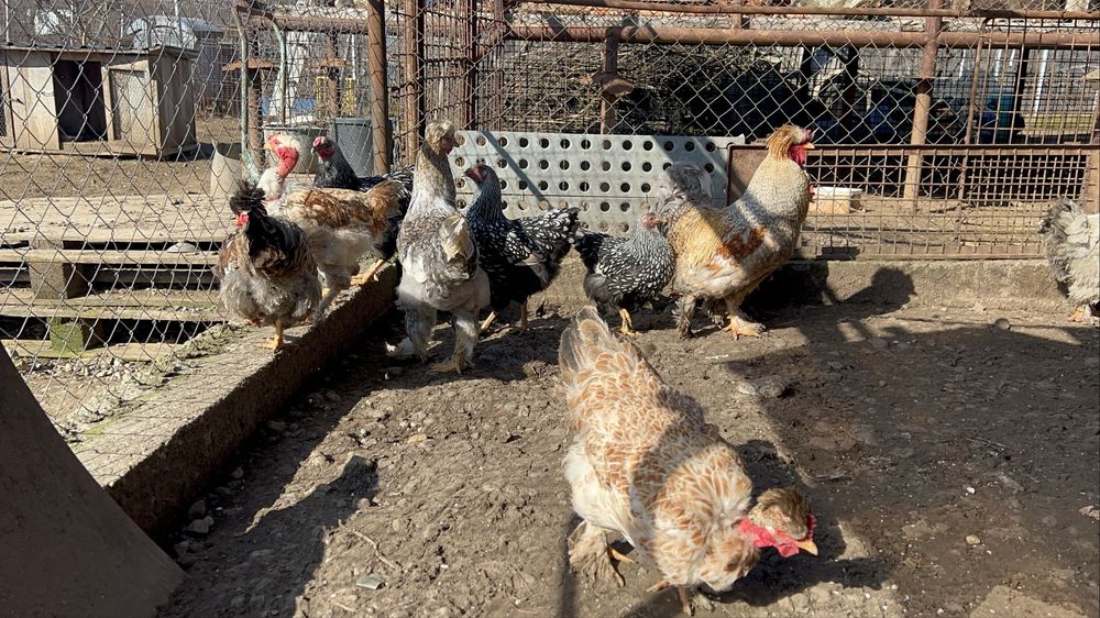 Cocosi si gaini motate, incaltate, gat golas