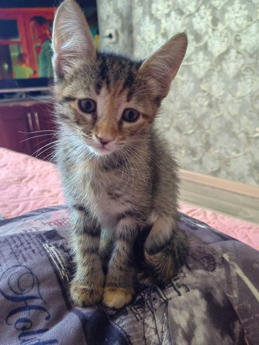 Кошки в добрые руки