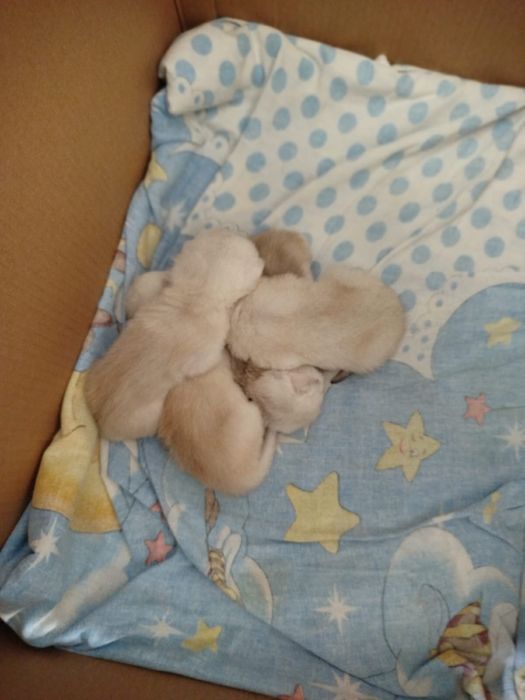 котята породисыте  британцы