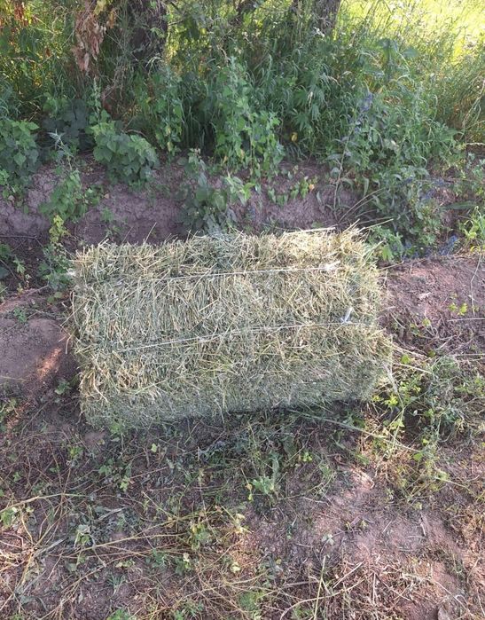 Продам люцерну первый укос