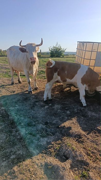 Vaci de vanzare cu vitei bune de lapte