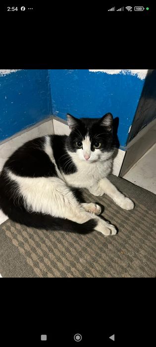 Котенок девочка 5-6 месяцев