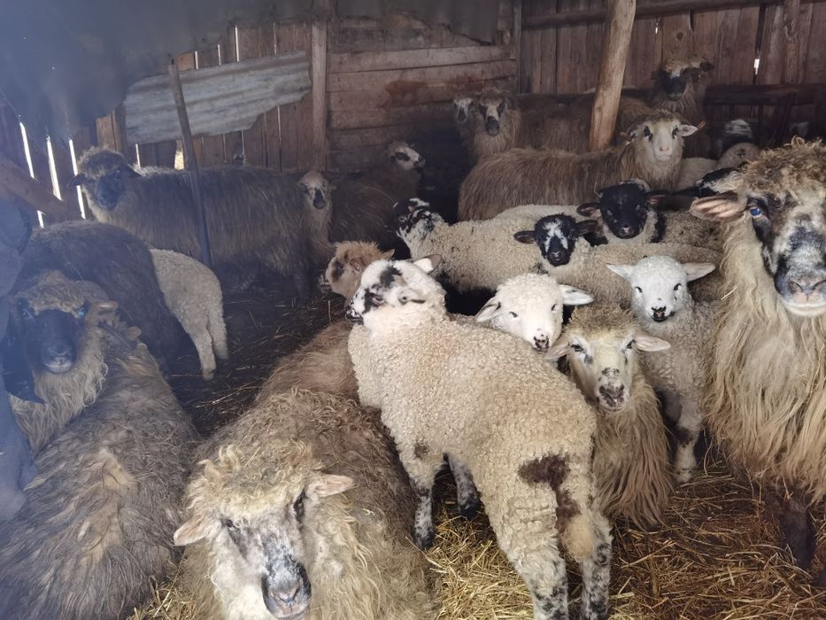 Vând miei rasa turcana