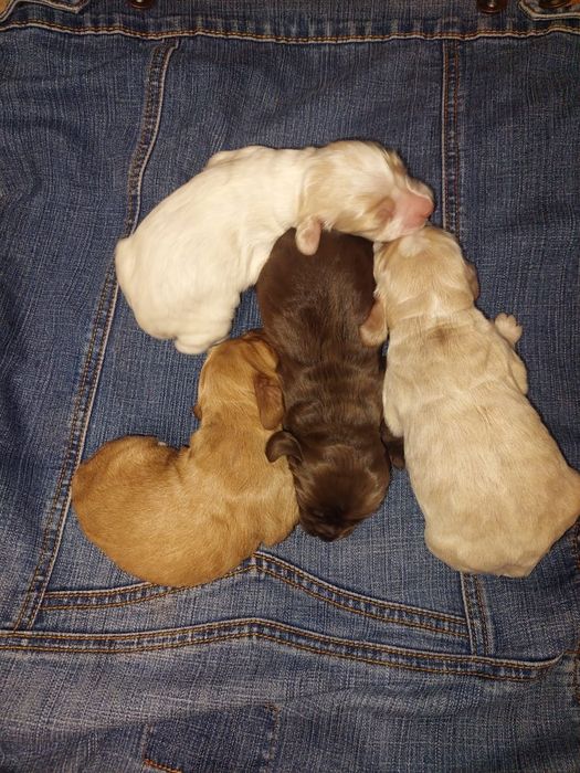 Бронь щенков русской спаниели!