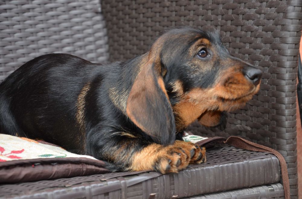 femela teckel sarmos standard , 8 luni , Pedigree A