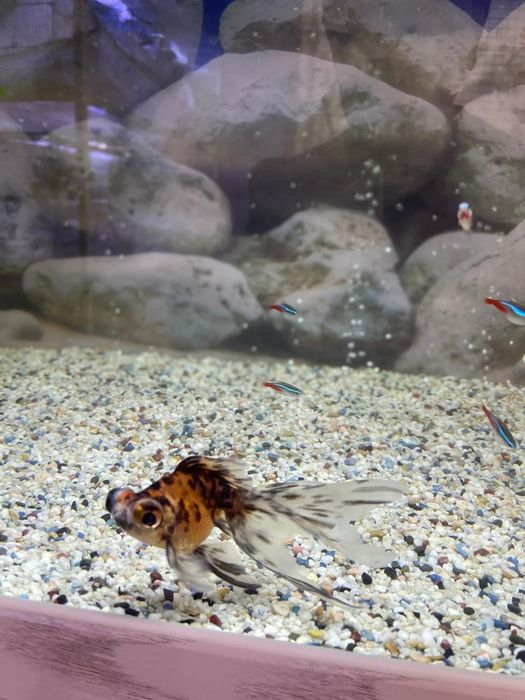 Продаются золотые рыбки телескопы