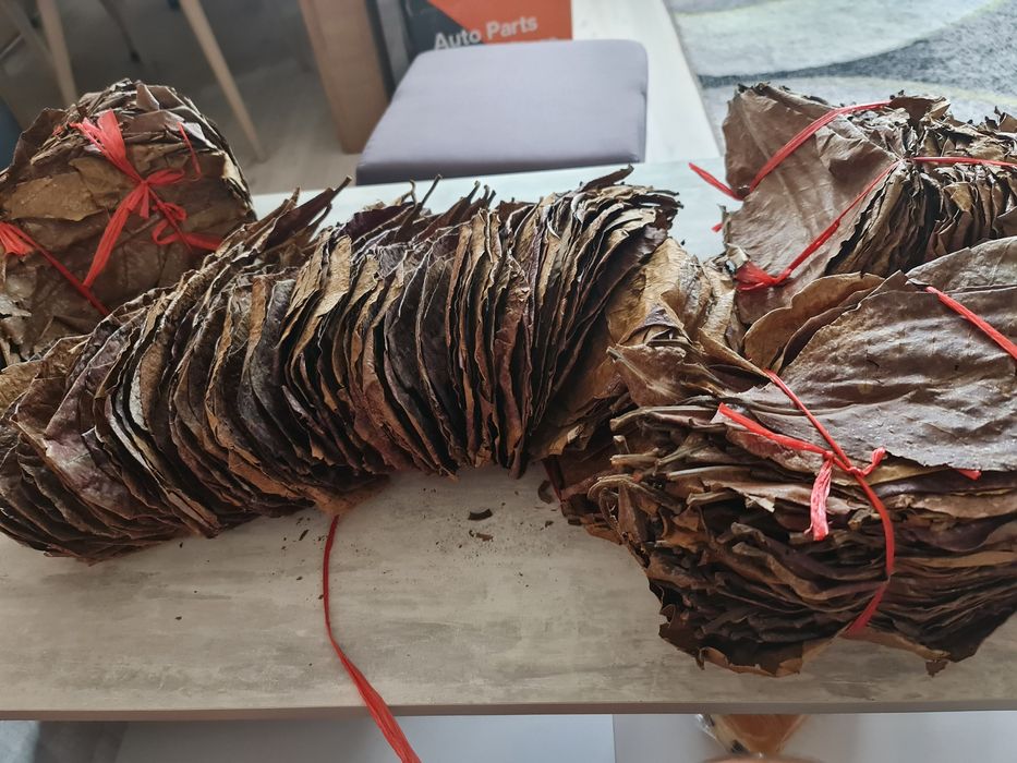 Frunze de catappa xxl,  migdal indian