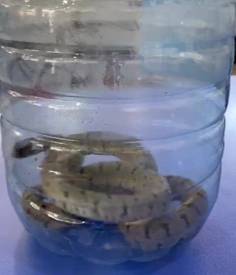 Дезинфекция. змей змея и скарпионов