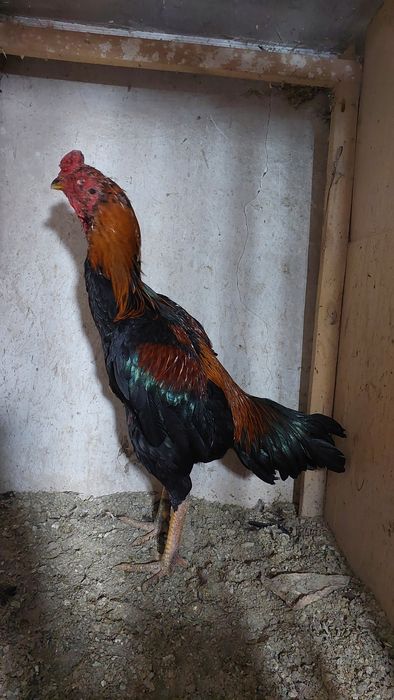 Бойцовский петух. Дакан