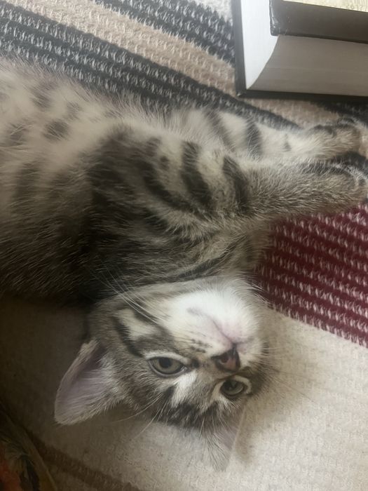 Котенок в дар девочка