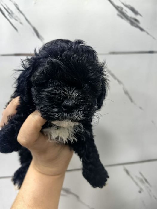 Девочка мальтипу F1, мини