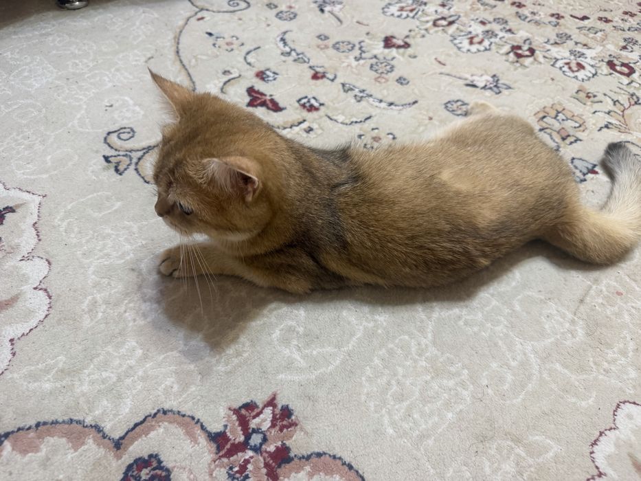 Ищу жениха для кошки