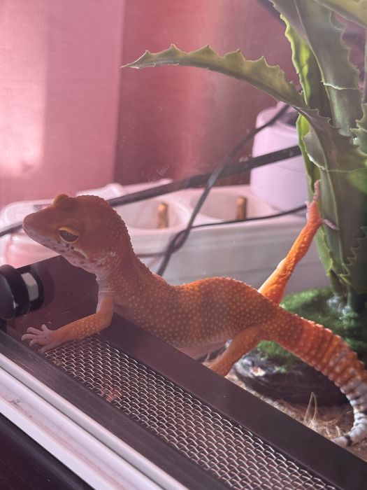 Эублефар морфа blood террариум ящерица