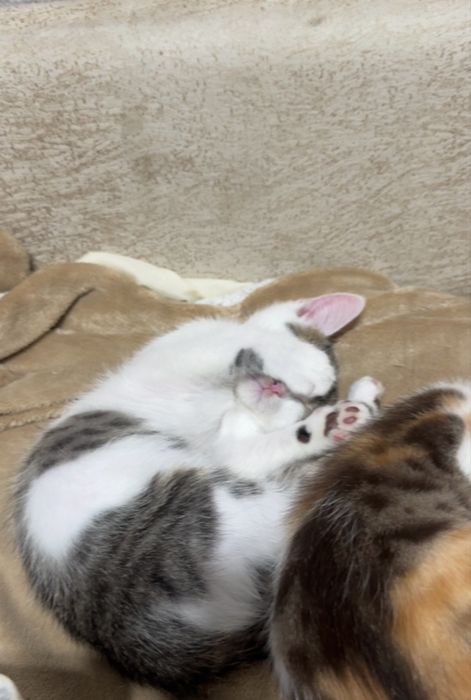 отдам котят в добрые руки