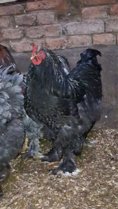 Cocos Brahma de vanzare