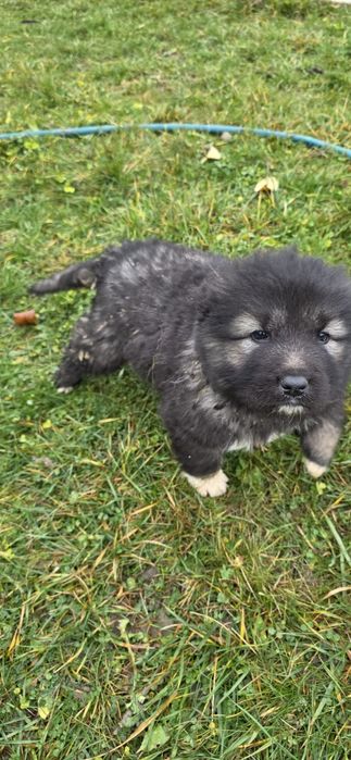 Pui de ciobănesc caucazian.