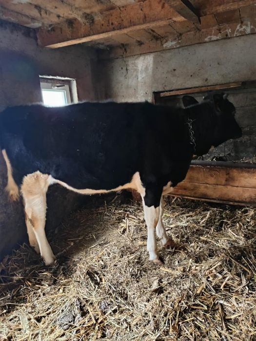 De vânzare două vițele!