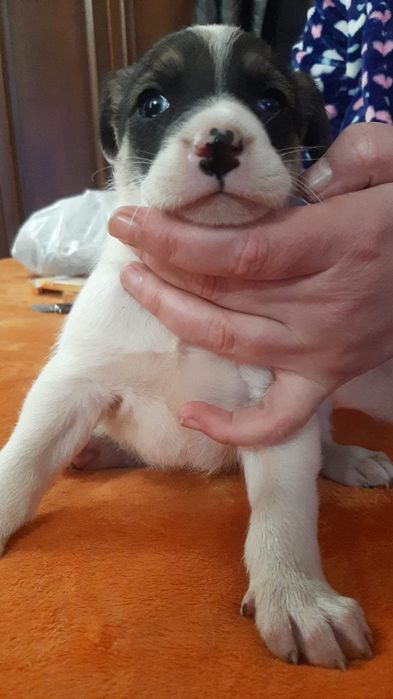 Щенки большой выбор