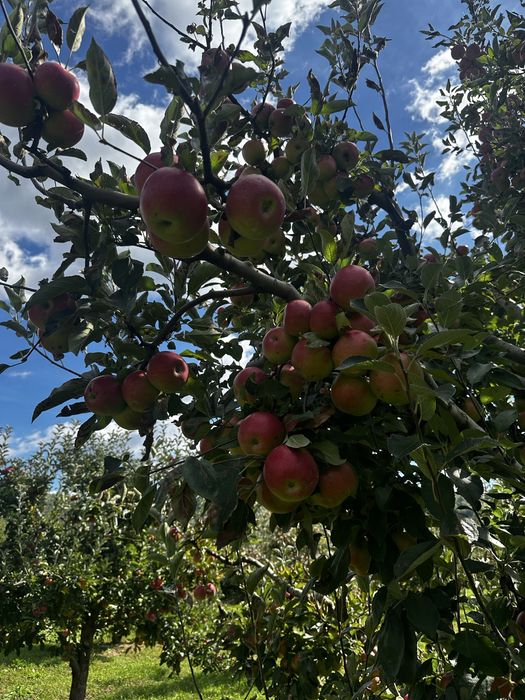 Mere idared de vanzare