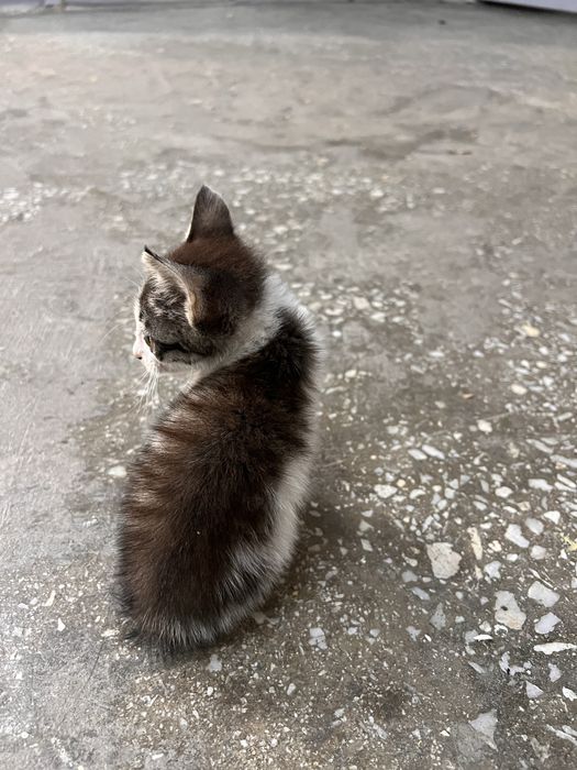 Котята ищут новый дом!