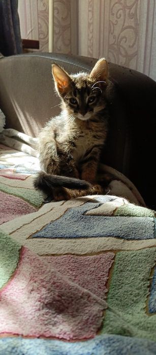Кошка в добрые руки