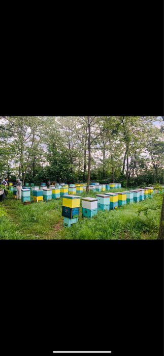 Miere certificata Bio! Stupina Prisaca de aur!