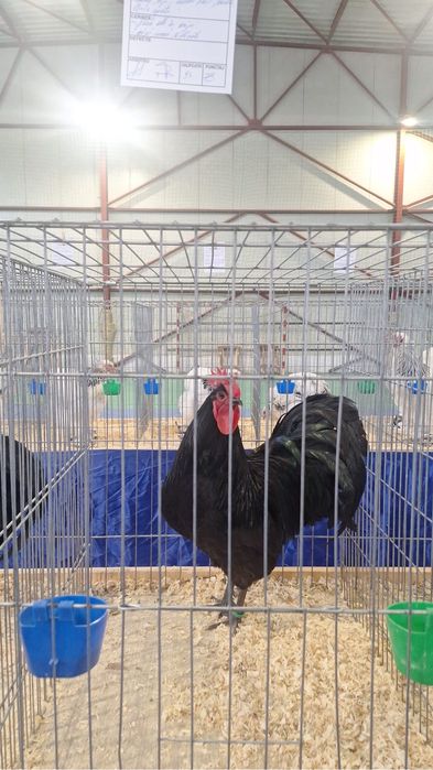 Cocos Australorp, New Hampshire, Plymouth