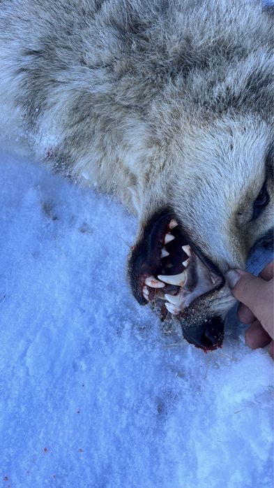 Волк полный  туша продам қасқыр сатам