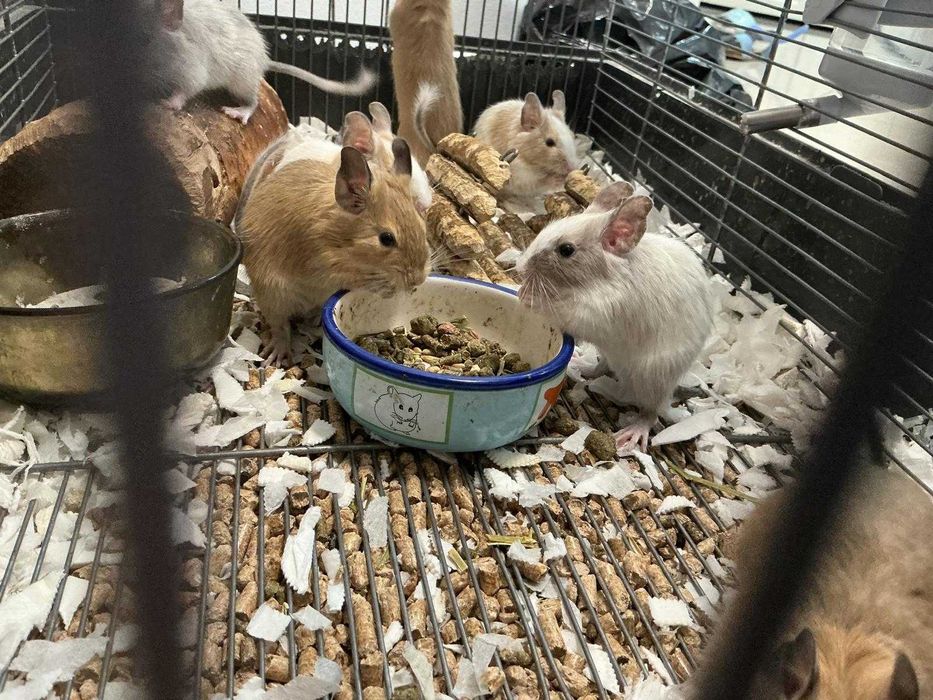 Veverițe degu jucăușe